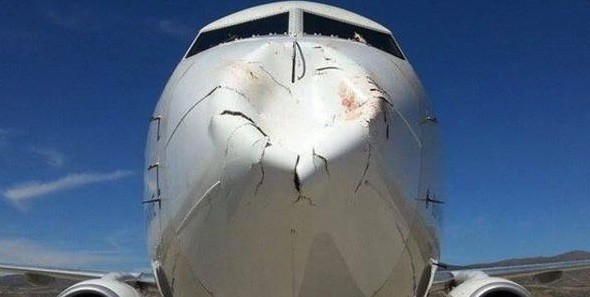 Consequência inesperada da pandemia: aumento das colisões de aeronaves com pássaros