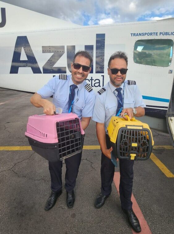 Azul faz transporte de filhotes de onça