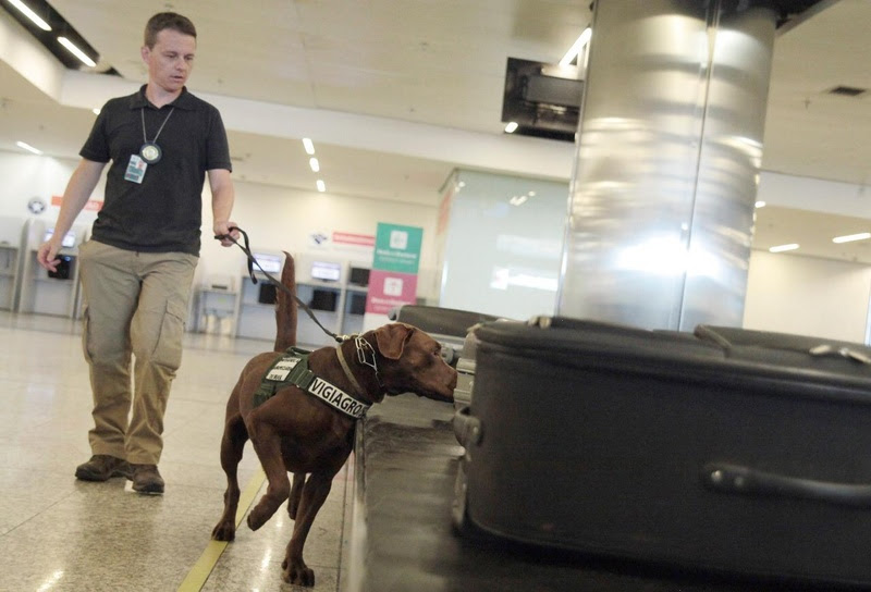 Cães farejadores são treinados para identificar produtos com entrada proibida no Brasil. Foto: Anffa Sindical